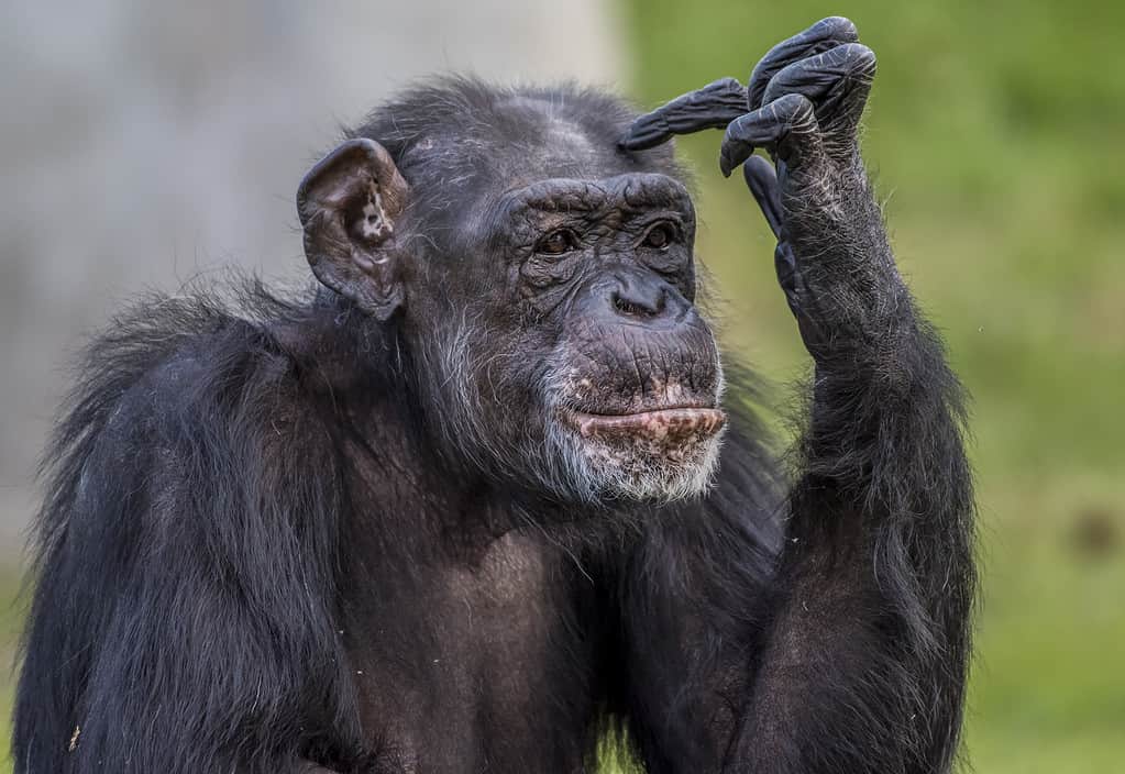 Colpo del primo piano di uno scimpanzé che fa una postura pensante