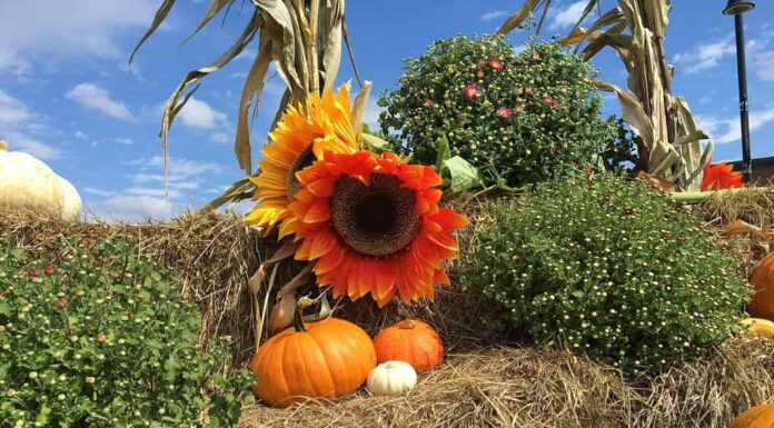 Festa del raccolto autunnale