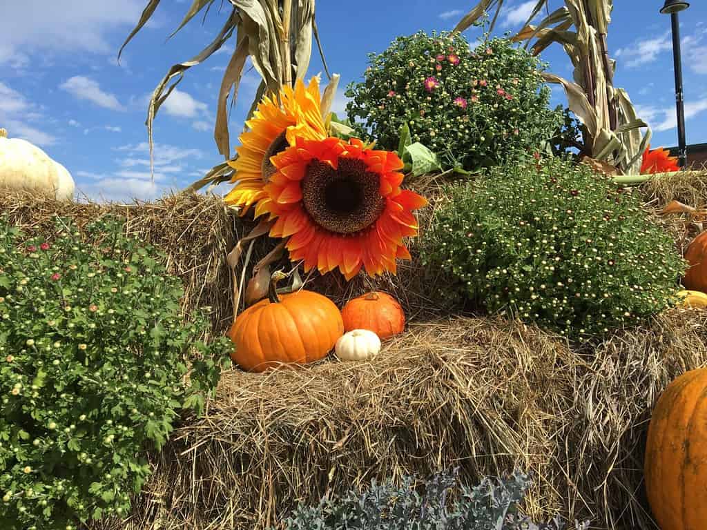 Festa del raccolto autunnale