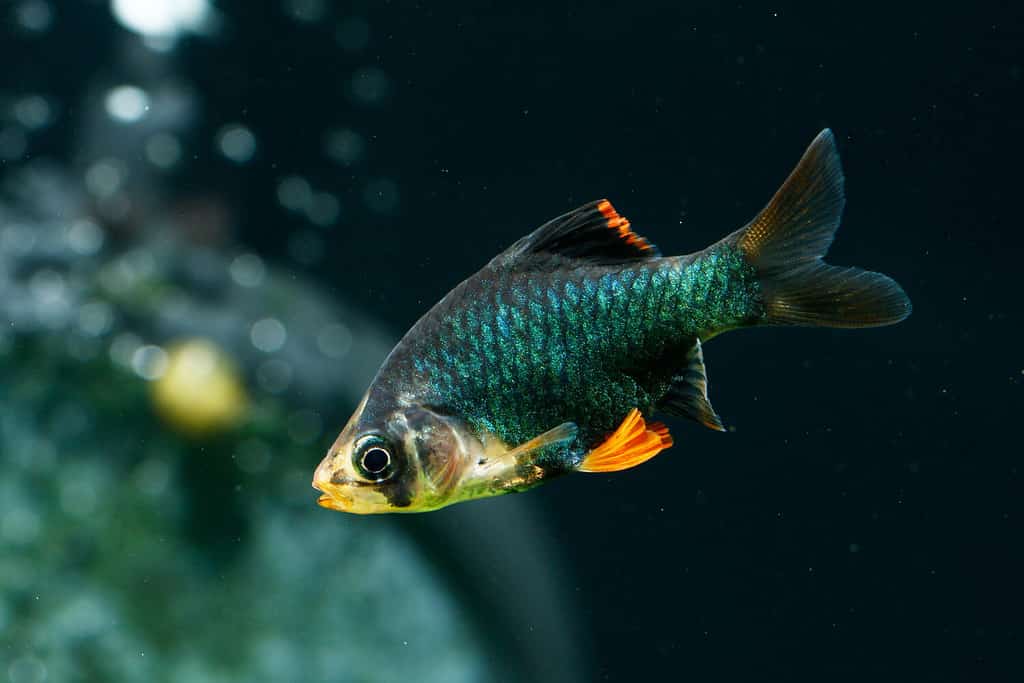 Barbo di tigre verde o barbo di Sumatra verde (Puntigrus tetrazona)