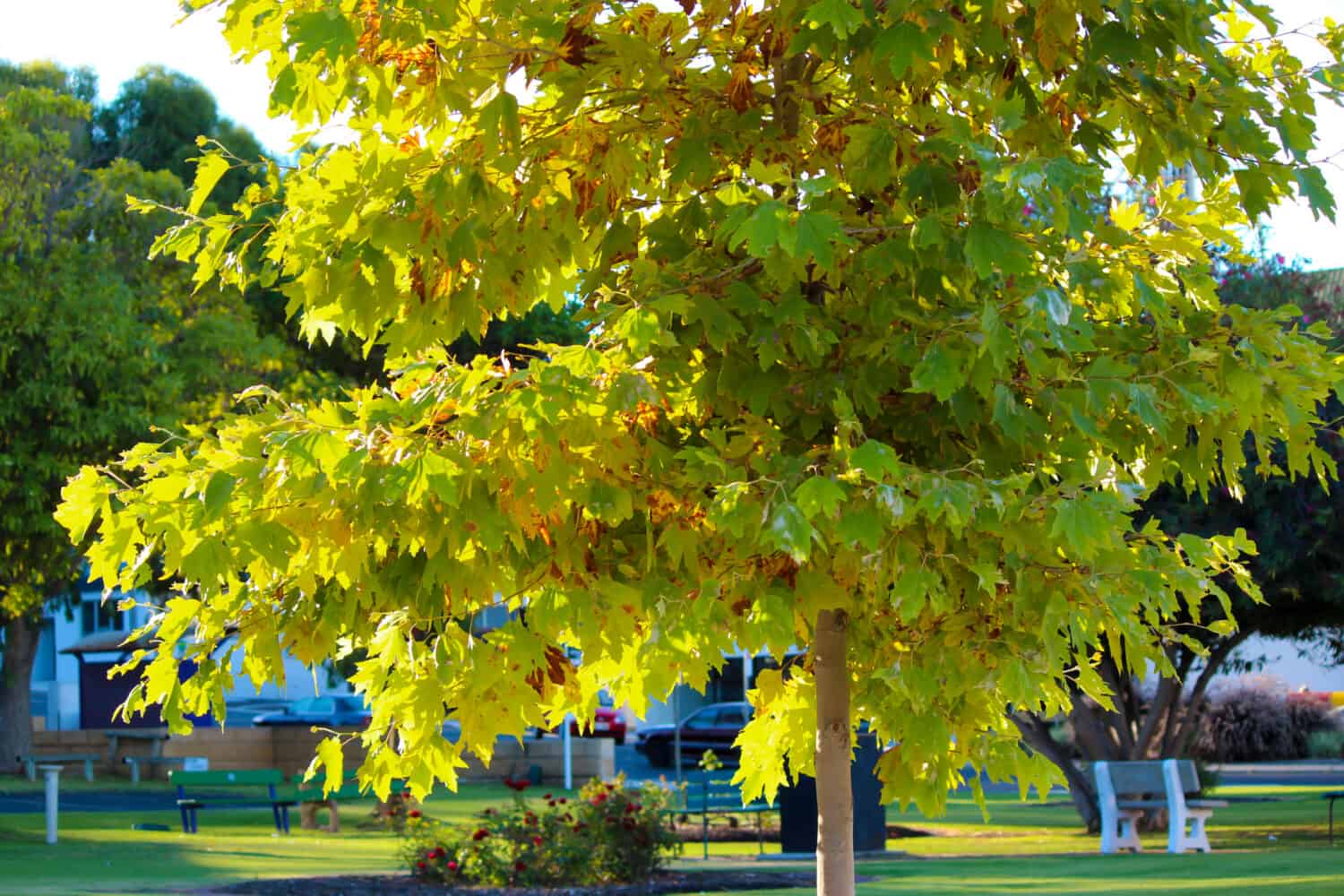 Il fogliame rosso brillante, giallo, marrone e verde del sicomoro Platanus occidentalis degli alberi decidui in autunno aggiunge colore al giardino e al paesaggio del parco mentre le foglie cadono a terra sottostante.