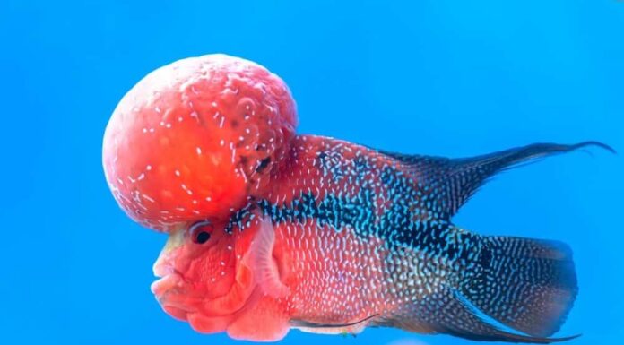 Ciclidi Flowerhorn che nuotano nel serbatoio dei pesci.