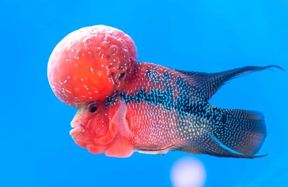 Ciclidi Flowerhorn che nuotano nel serbatoio dei pesci.