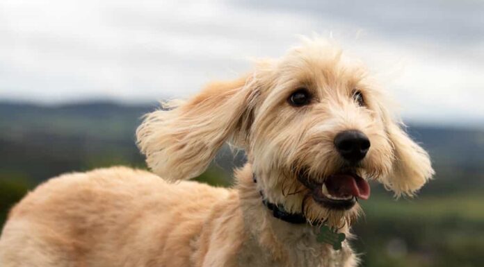 Foto di un cane cockapoo biondo