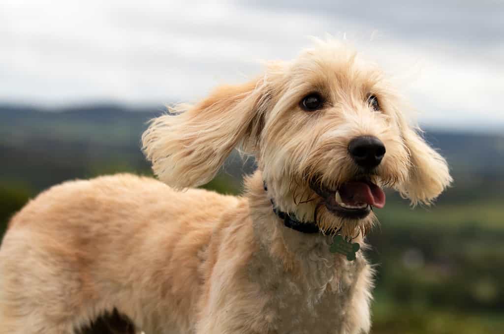 Foto di un cane cockapoo biondo