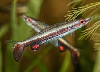 Ritratto di pesce matita (Nannostomus eques) in acquario