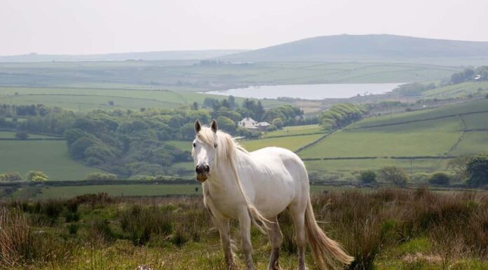Pony selvatico bianco su Bodmin Moor Cornwall Inghilterra Regno Unito
