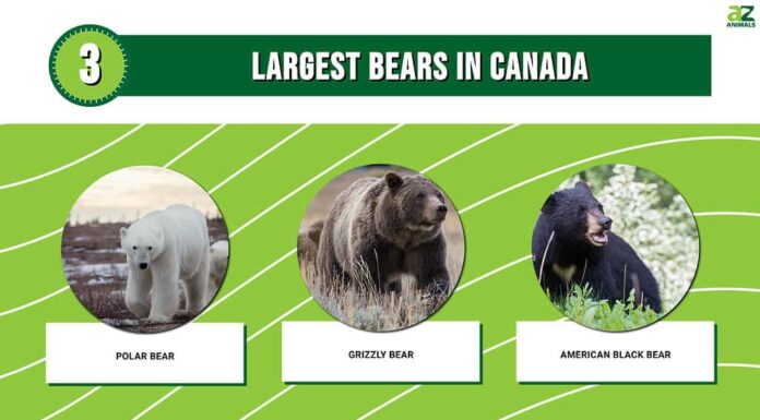 I 3 orsi più grandi del Canada sono enormi forze della natura
