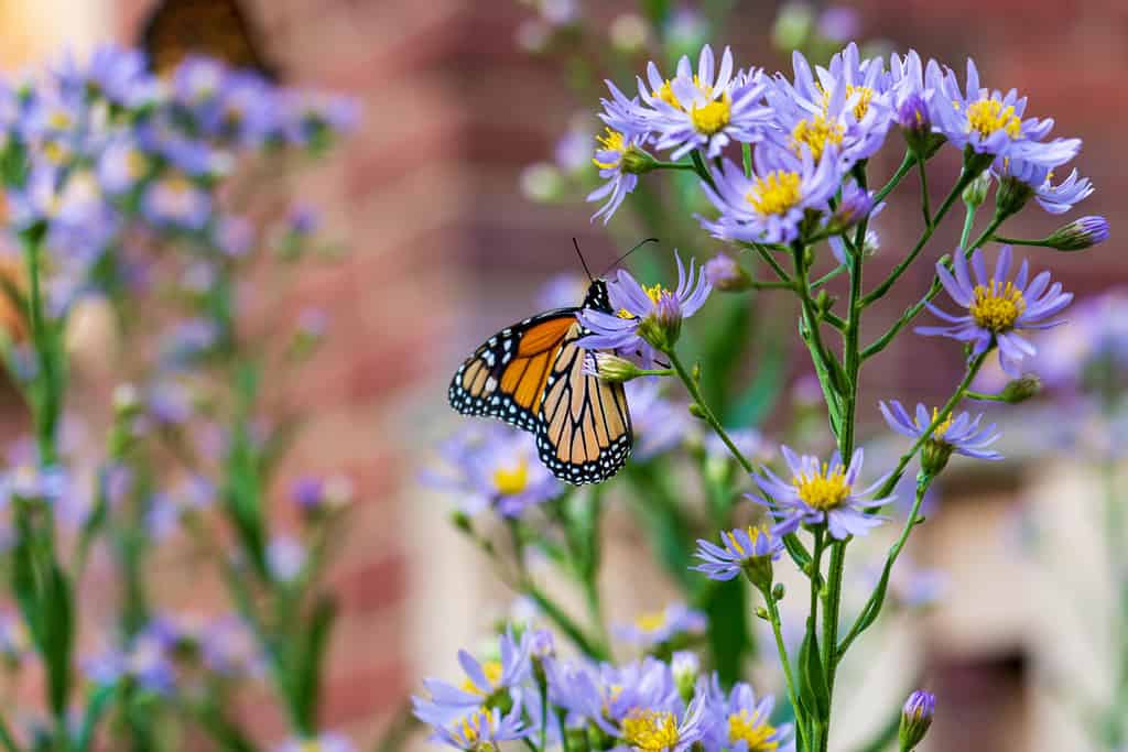 Un monarca che si nutre di un gruppo di astri tartari viola nel Nord America mentre si dirige a sud verso il Messico.