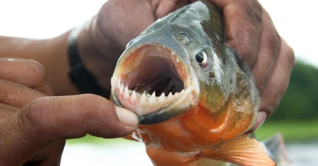 Pesce Piranha con la bocca aperta