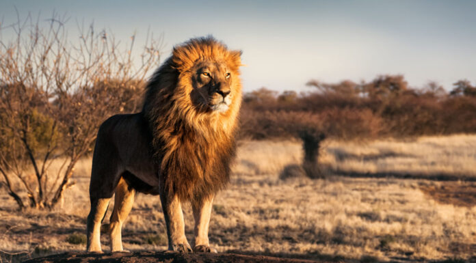 Leone singolo dall'aspetto regale che si erge orgogliosamente su una piccola collina