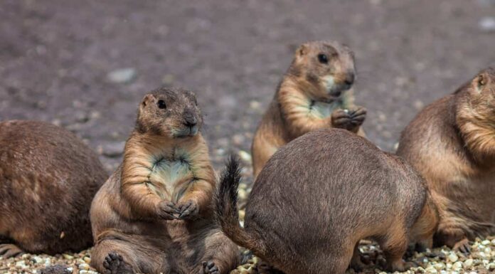 Cynomys mexicanus o cani della prateria messicani seduti in un gruppo che foraggiano insieme.