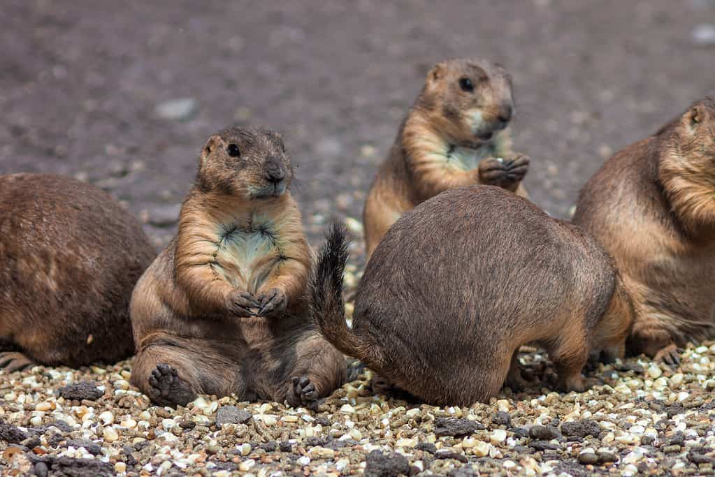 Cynomys mexicanus o cani della prateria messicani seduti in un gruppo che foraggiano insieme.