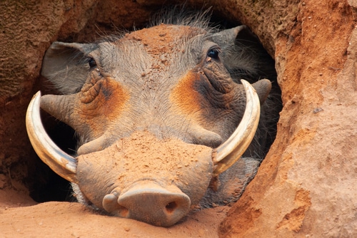 Un facocero che dorme nella sua tana, ripreso durante un Safari in Sud Africa