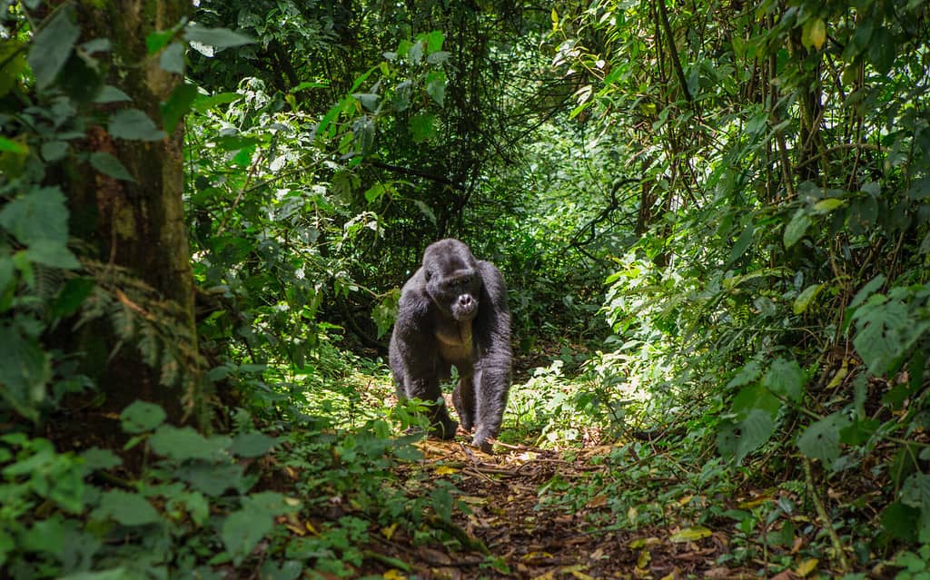 Gorilla di montagna nella foresta pluviale.  Uganda.  Parco nazionale della foresta impenetrabile di Bwindi.  Un'eccellente illustrazione.