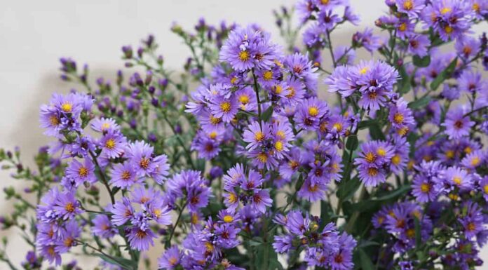 Meraviglia autunnale Aster blu liscio