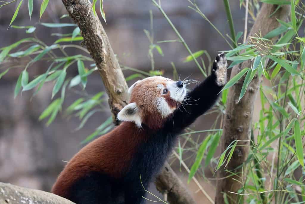 Firefox o panda rosso o panda minore Ailurus fulgens in vista ravvicinata