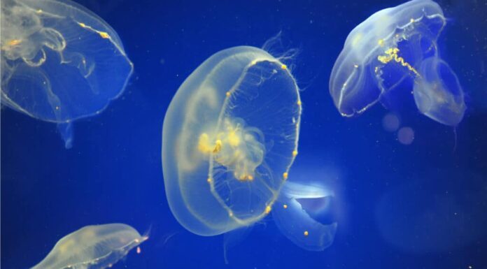medusa lunare