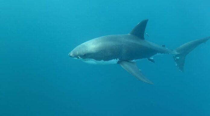 contrassegnato con il grande squalo bianco, Carcharodon carcharias, che nuota nelle acque blu delle Isole Nettuno, Australia Meridionale