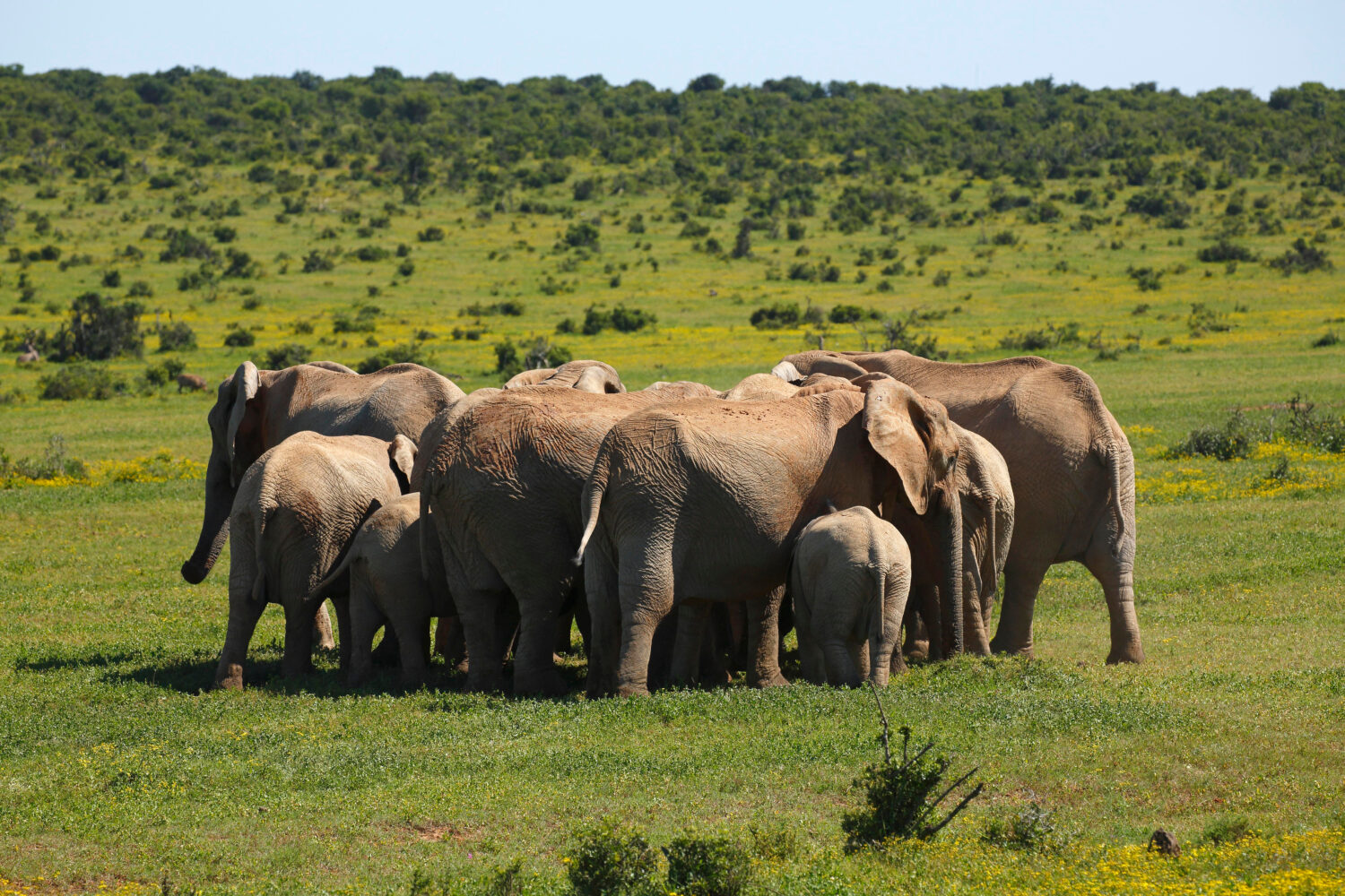Elefanti africani del bush (Loxodonta africana) che formano cerchio, mandria che protegge i giovani, Parco Nazionale degli Elefanti di Addo, Capo Orientale, Sud Africa