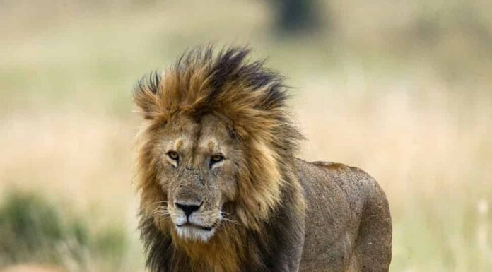 Grande leone maschio con cucciolo.  Parco Nazionale.  Kenia.  Tanzania.  Masai Mara.  Serengeti.  Un'eccellente illustrazione.