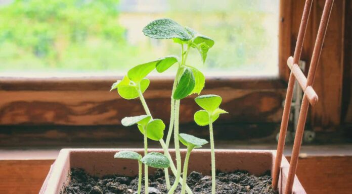 giovani germogli di cetrioli crescono in vaso vicino alla finestra in casa, primo piano