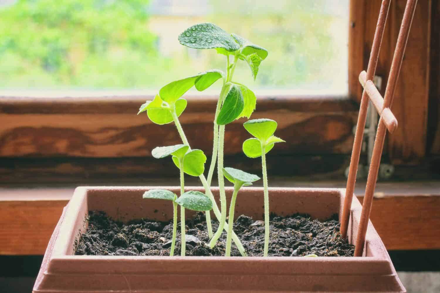 giovani germogli di cetrioli crescono in vaso vicino alla finestra in casa, primo piano