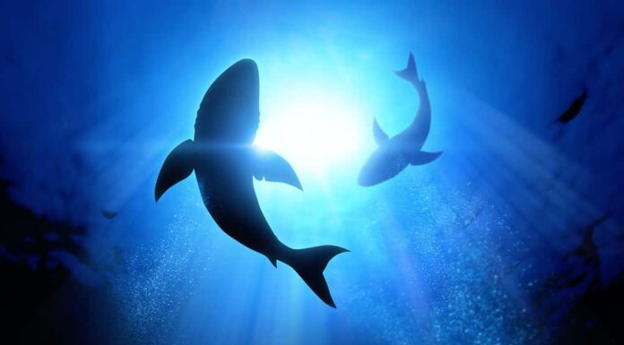 Sotto le onde volteggiano due grandi squali bianchi.  Illustrazione
