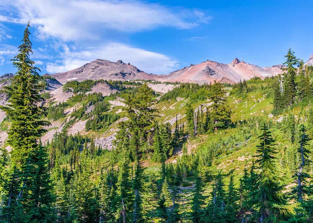 Il vecchio terreno vulcanico si erge sopra un prato alpino nella Goat Rocks Wilderness Area nello stato di Washington.