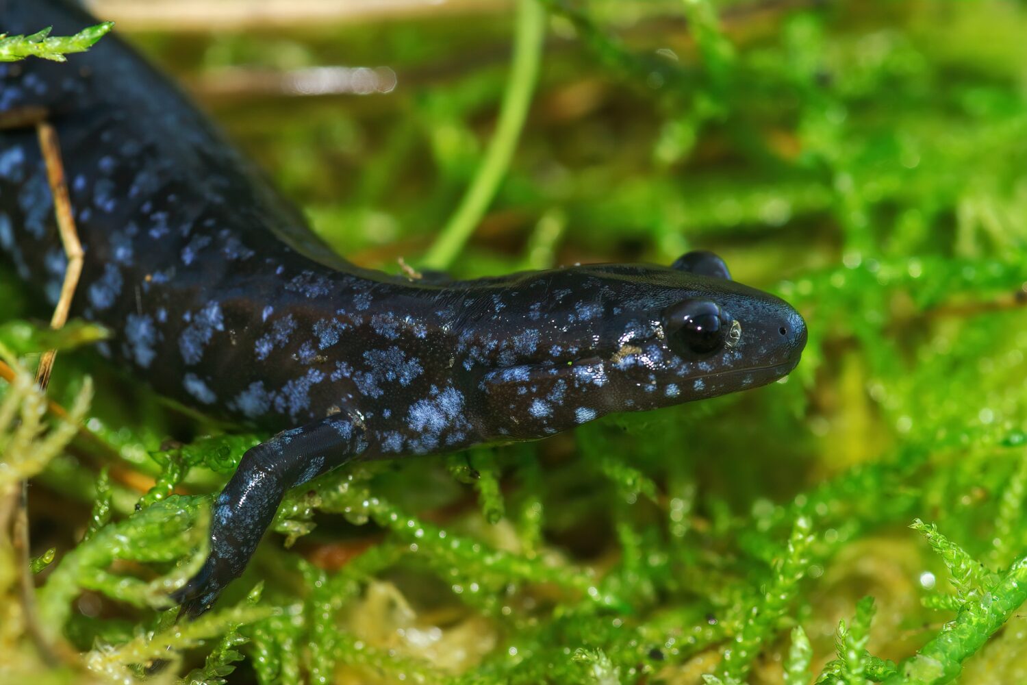 Primo piano sulla colorata e rara Salamandra pezzata blu, Ambystoma laterale sul muschio verde