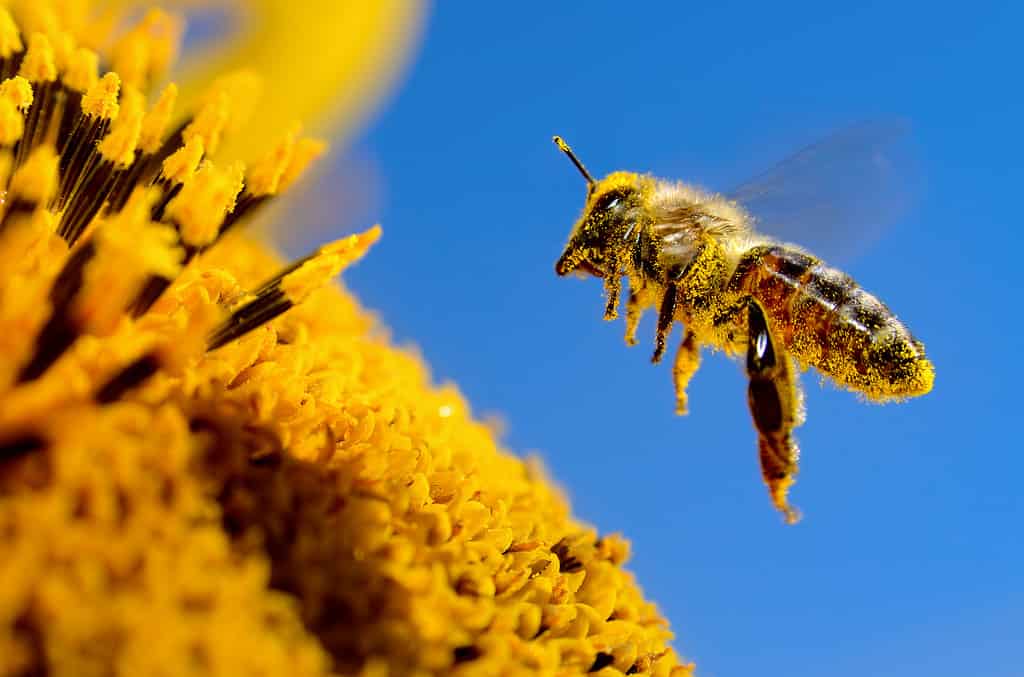 Un'ape vola sopra un girasole, impollina e raccoglie il miele