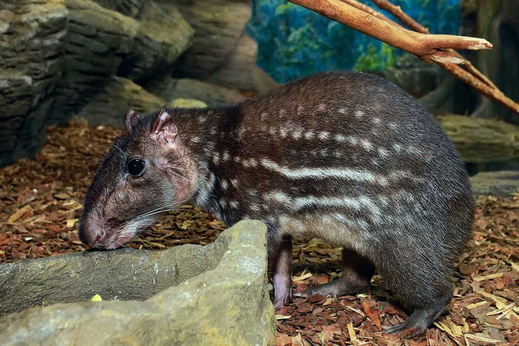 Grande roditore Pacarana (Dinomys branickii) allo zoo