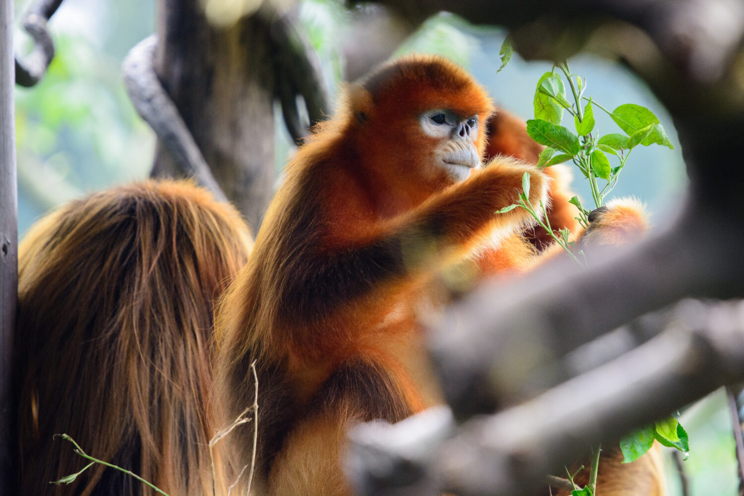 una scimmia dal naso camuso dorato che mangia foglie su un albero