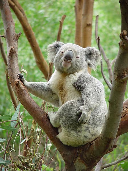 Koala Zoo di Perth