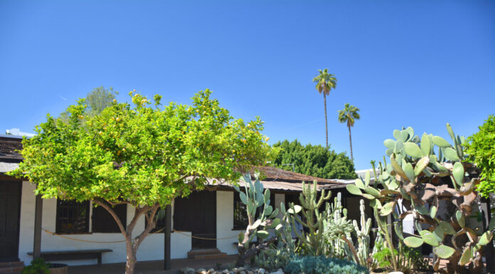 Cactus e albero di limone nel giardino Avila Adobe a Los Angeles Pueblo vicino a Olvera Street.