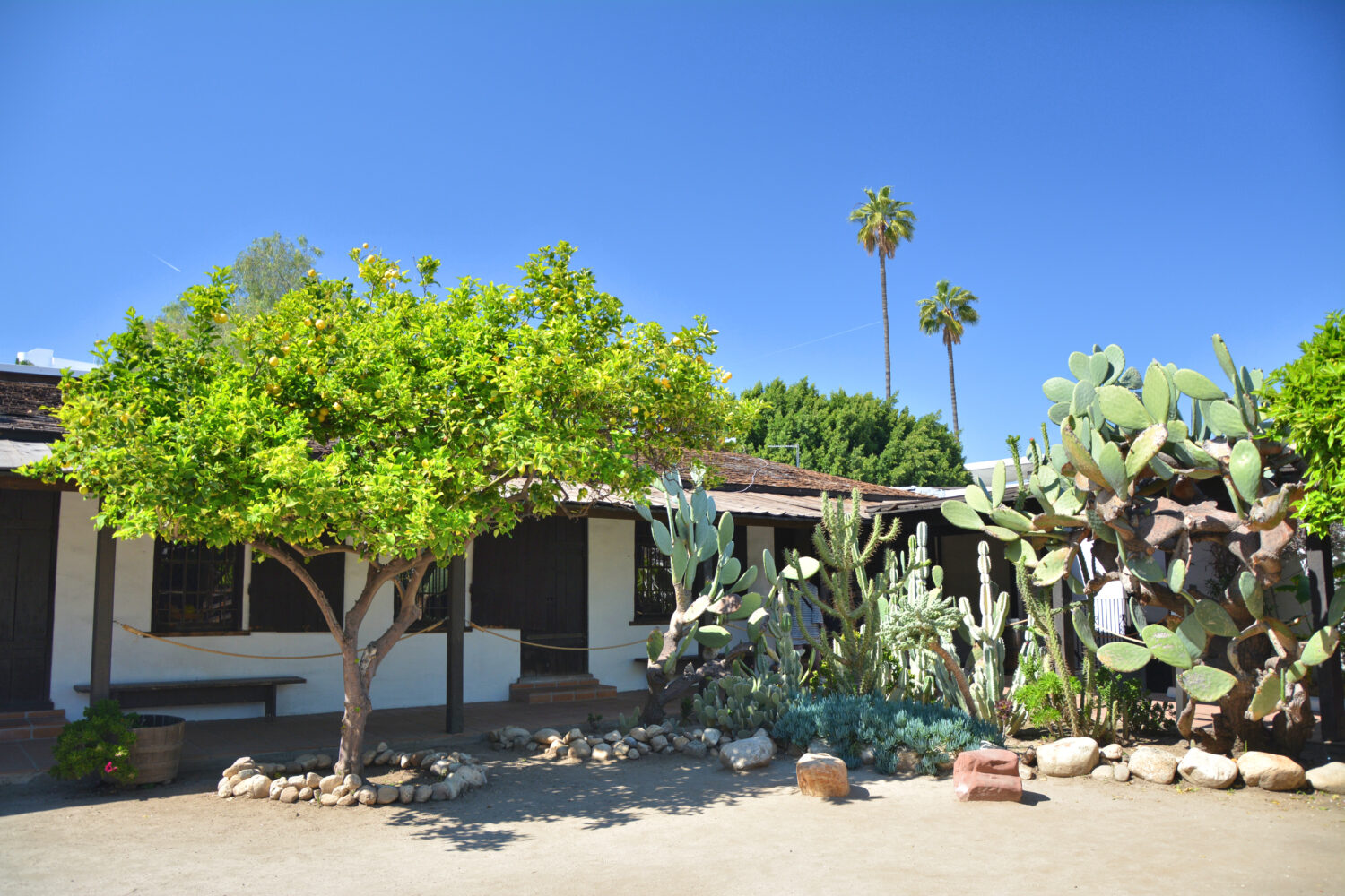 Cactus e albero di limone nel giardino Avila Adobe a Los Angeles Pueblo vicino a Olvera Street.