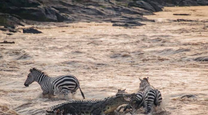 Coccodrillo che attacca Zebra - Maasai Mara