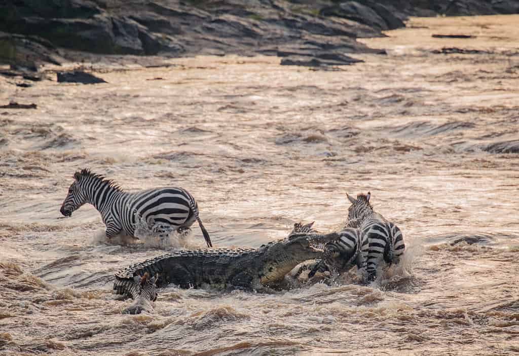 Coccodrillo che attacca Zebra - Maasai Mara
