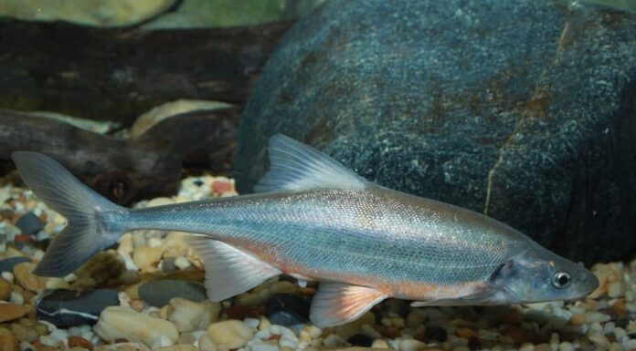 Cavedano dalla coda ossea (Gila elegans)