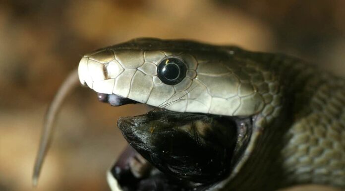 Black Mamba Dendroaspis_polylepis_eating