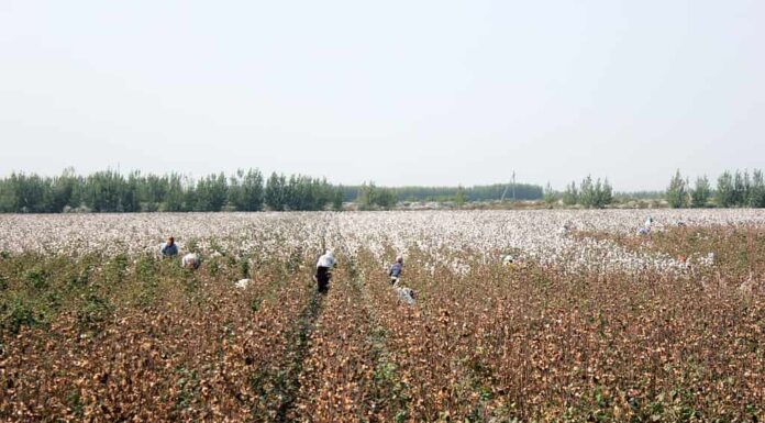 La gente raccoglie il cotone nei campi in Uzbekistan