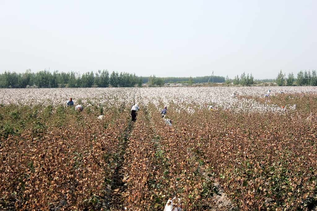 La gente raccoglie il cotone nei campi in Uzbekistan