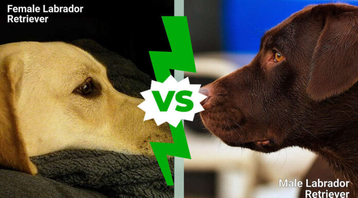 Labrador Retriever maschio vs femmina: 5 differenze chiave

