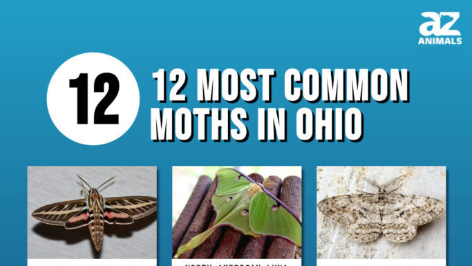 Le 12 falene più comuni che troverai in Ohio