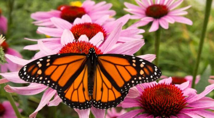 Le farfalle monarca sono in pericolo di estinzione e quante ne restano nel mondo?
