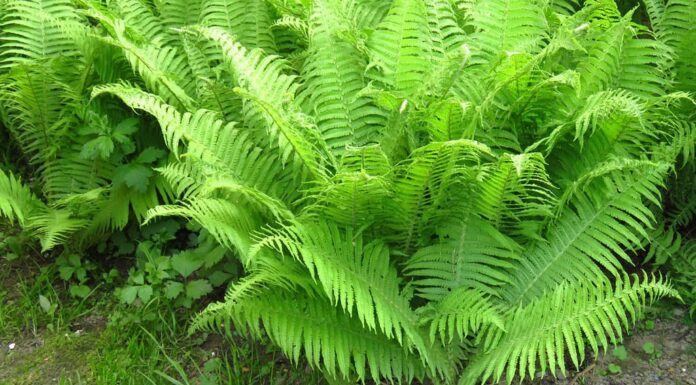 felce, Athyrium filix-femina,