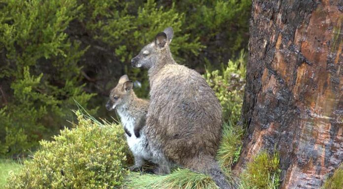 I wallaby allevano i loro piccoli nei marsupi come fanno i canguri e i koala.