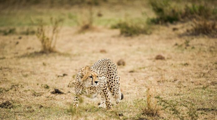 La caccia al ghepardo prevede la caccia alla preda 