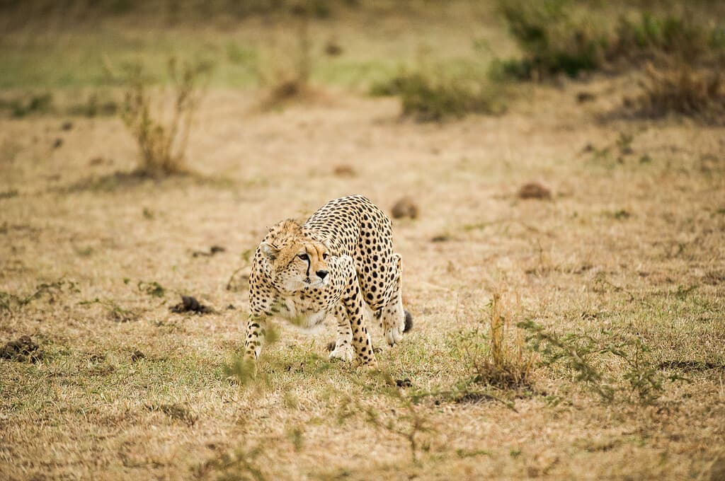 La caccia al ghepardo prevede la caccia alla preda