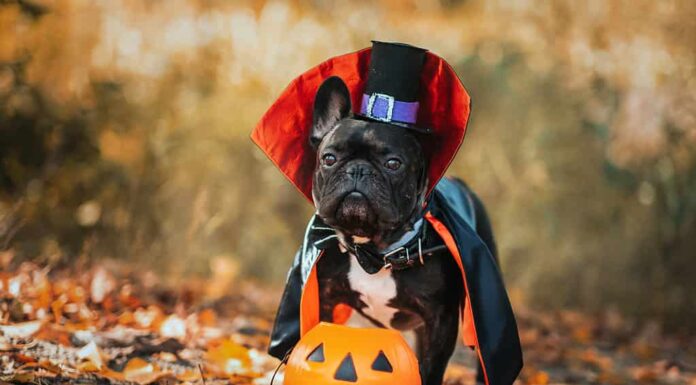 Non crederai a quanto gli americani spendono in costumi di Halloween per animali domestici...
